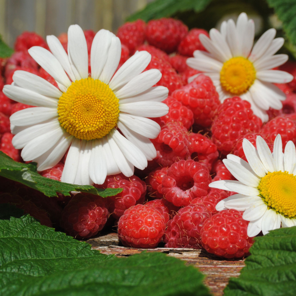 Малина и ромашки