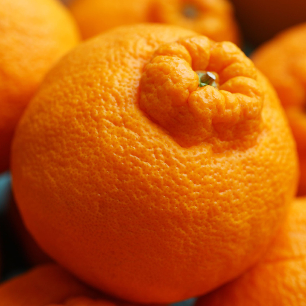 Россыпь мандаринов