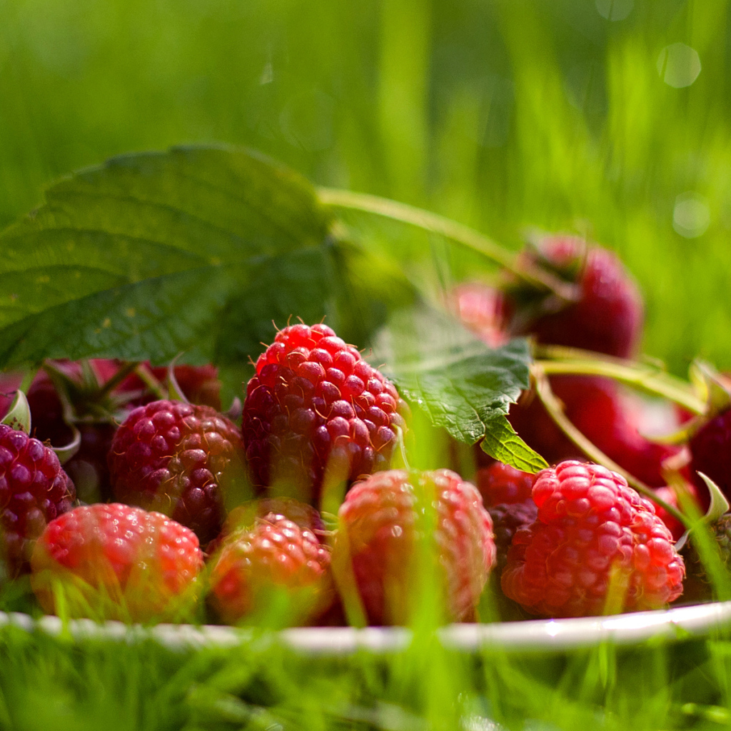 Тарелка Малины