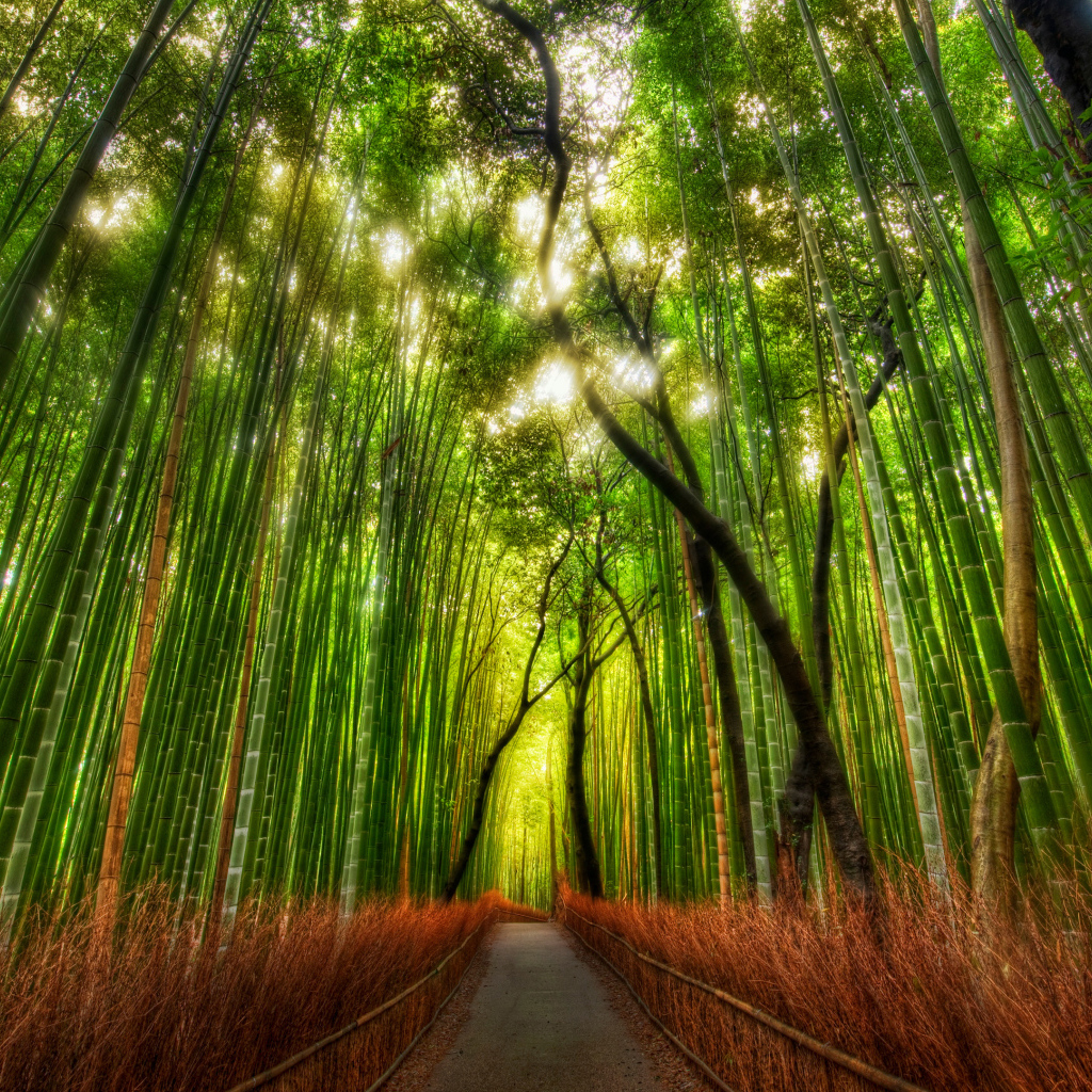 Бамбуковая чаща