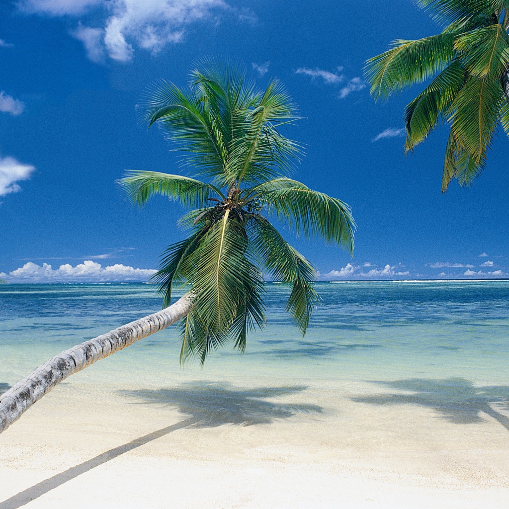 Пальмы на берегу