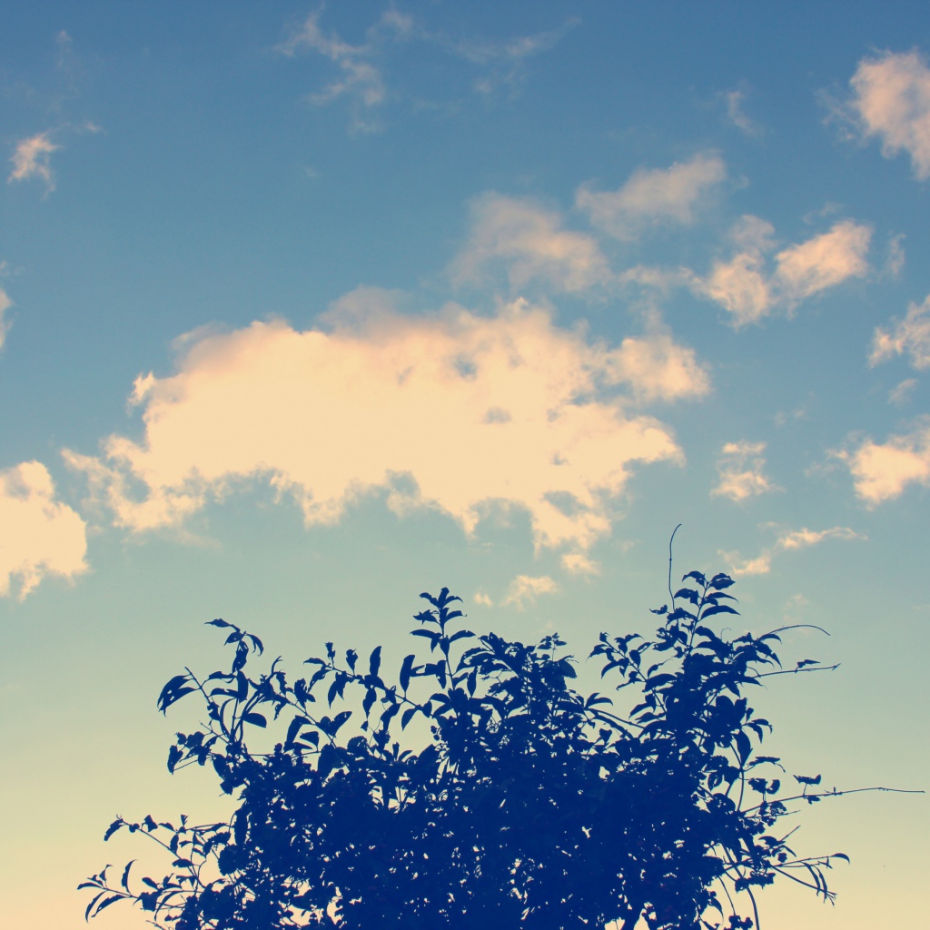 Облака и дерево