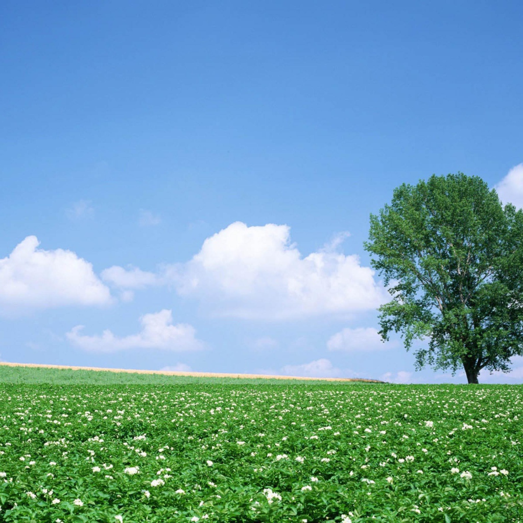 Дерево в цветочном поле