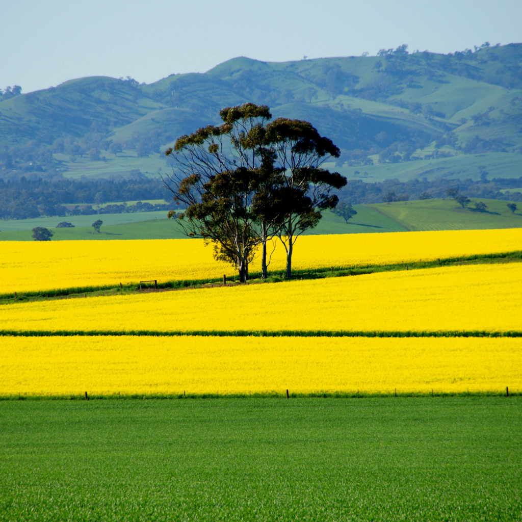 Ярко желтое поле