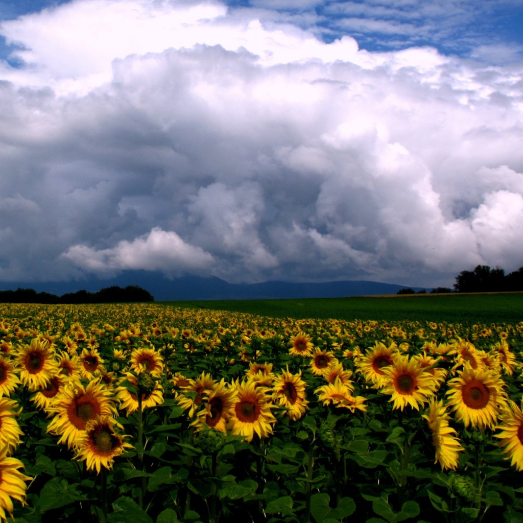 Подсолнухи и облака