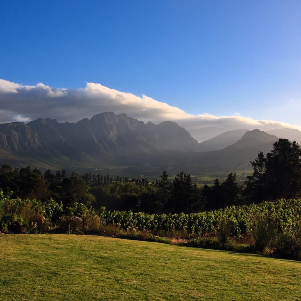 Виноградники