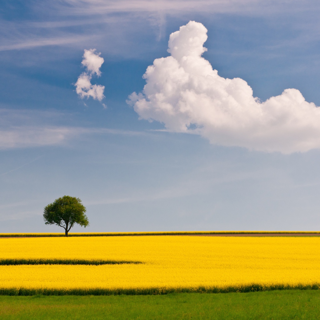 Желтое поле и дерево