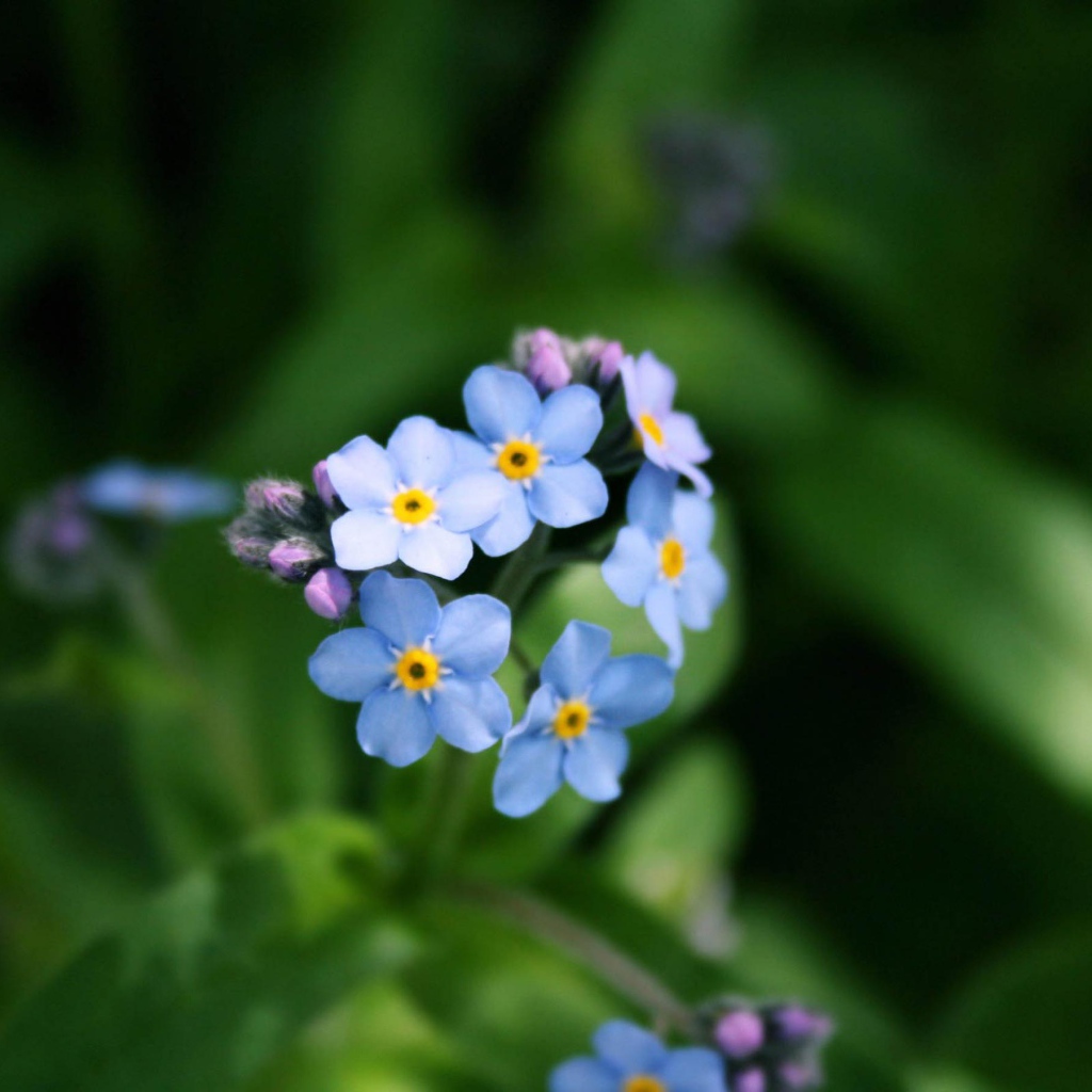 Голубой букет