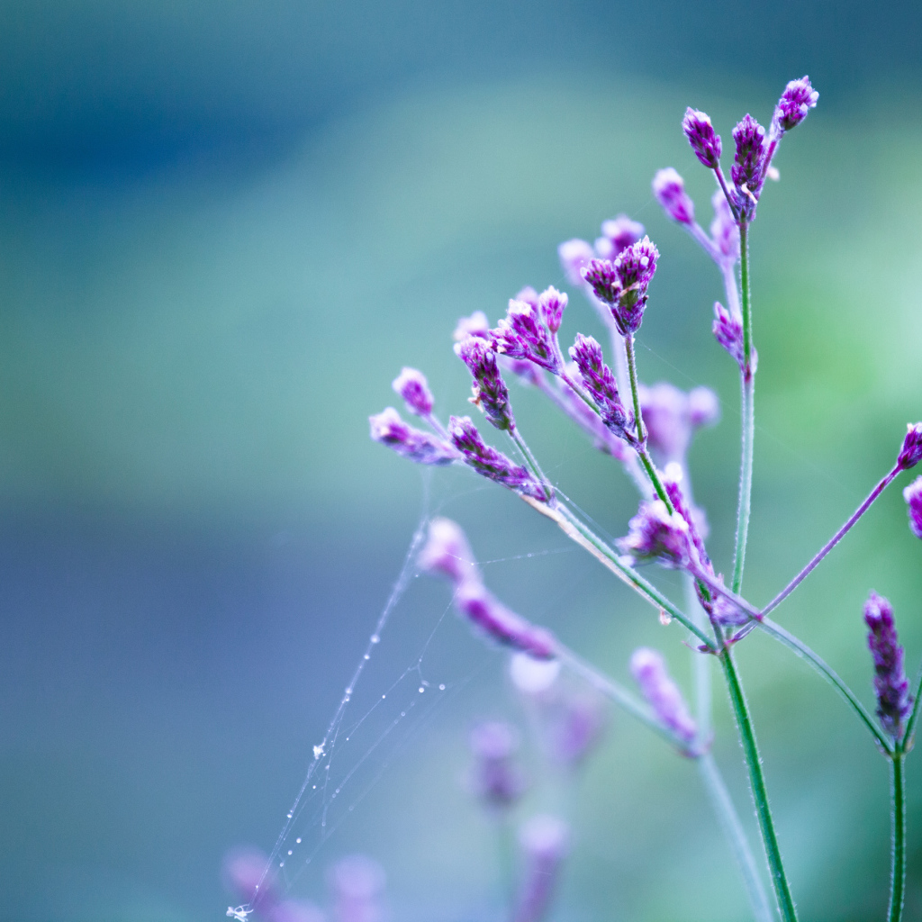 Веточка в паутинке