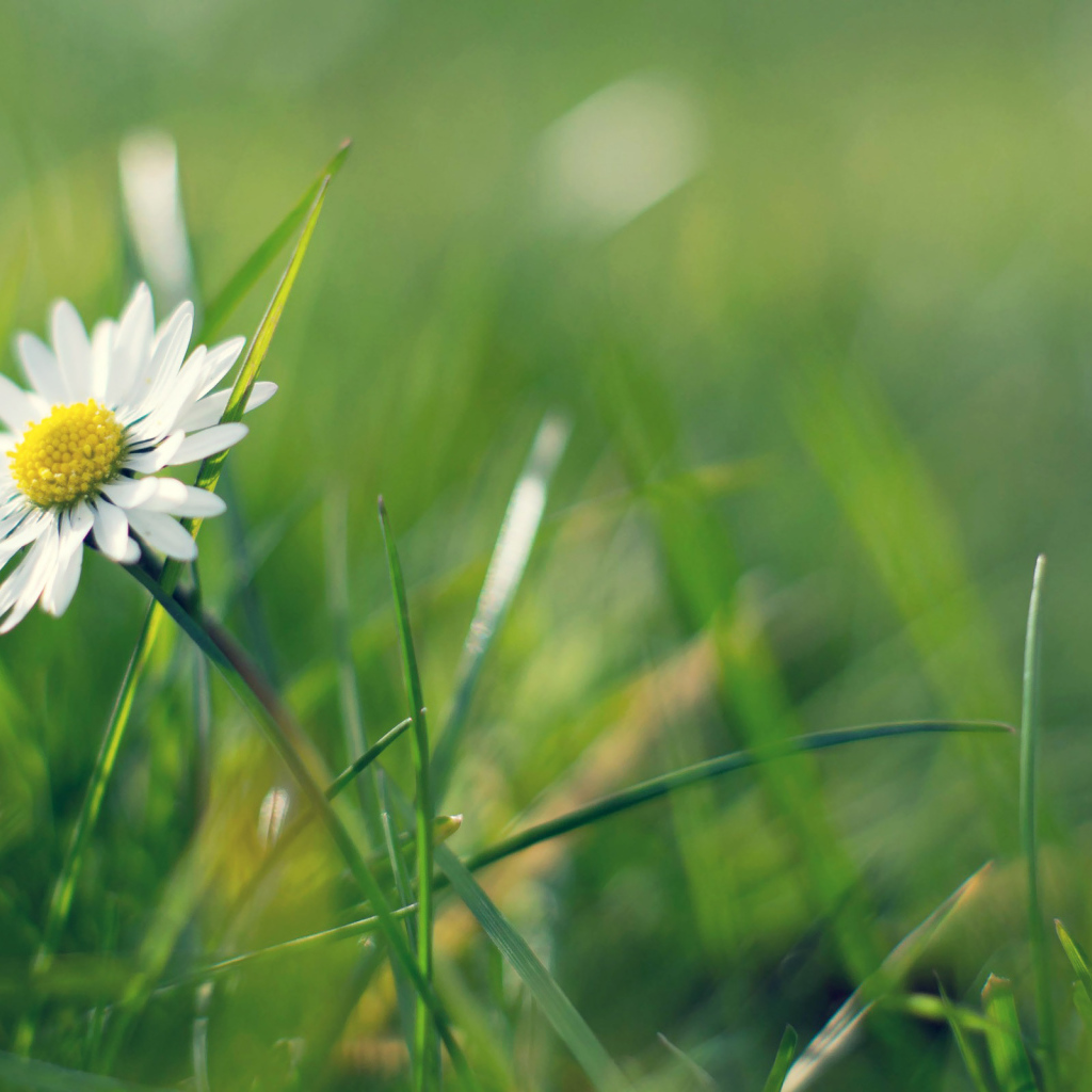 Ромашка в зелени