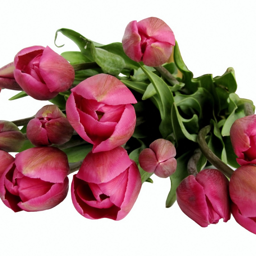 Бордовые тюльпаны