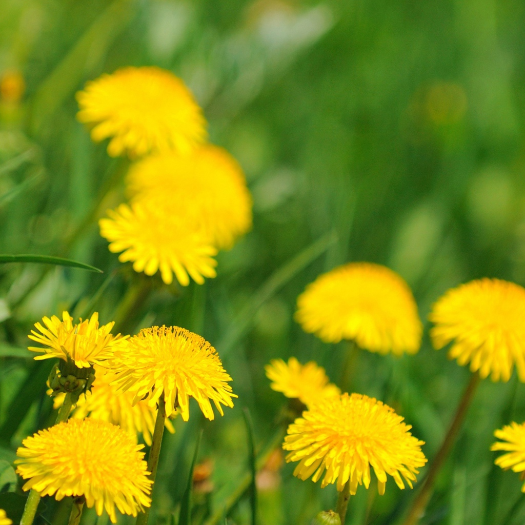 Ромашка в траве