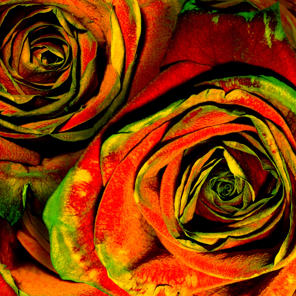 Зелено-красные розы