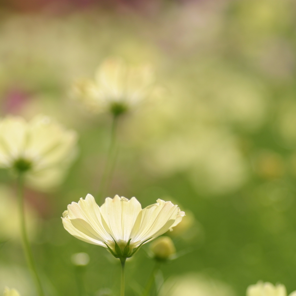 Цветок космея