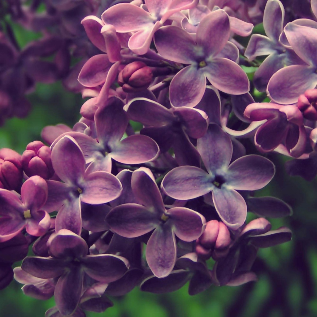 Куст сирени