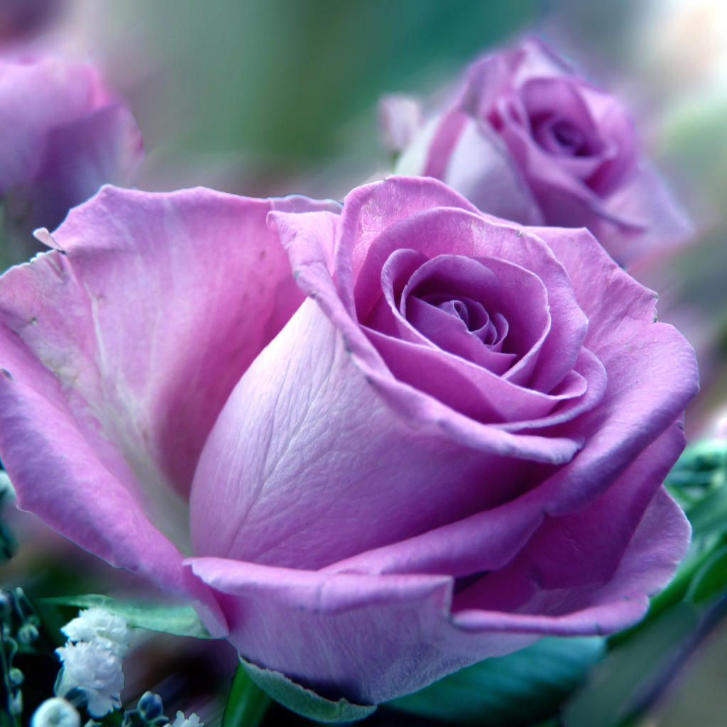Сиреневая роза