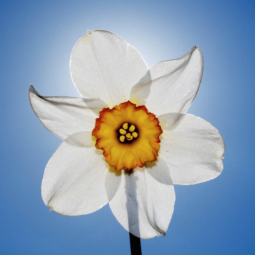 Нарцисс и небо