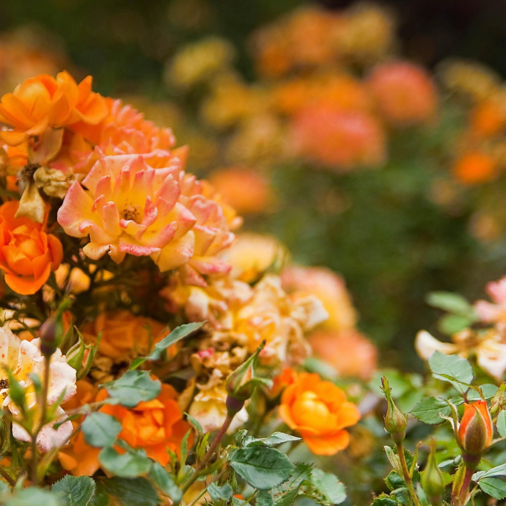 Оранжевые розы