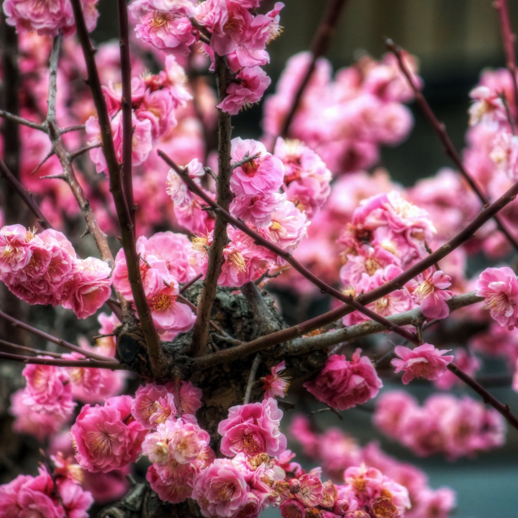 Цветы сакуры