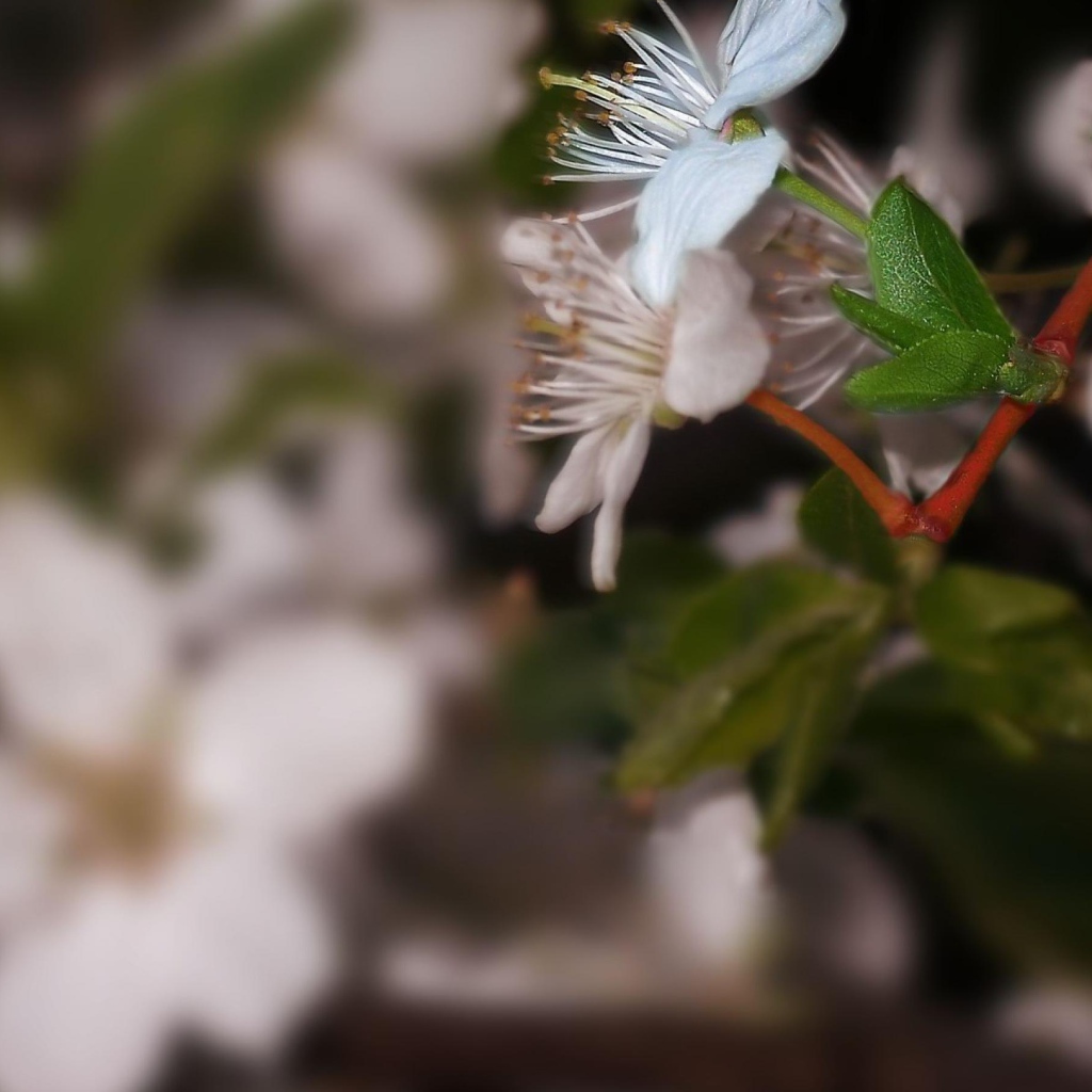 Белоснежный цветок 