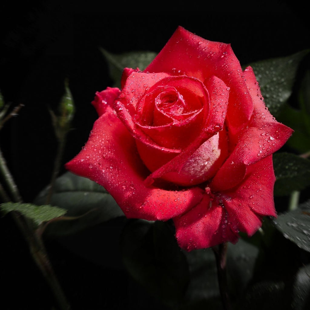 Роза в капельках росы