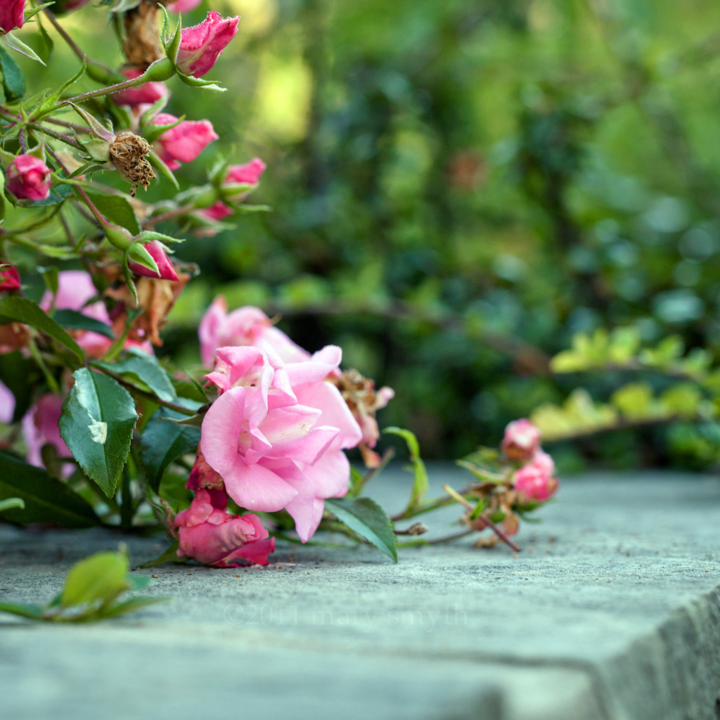 Розовый куст