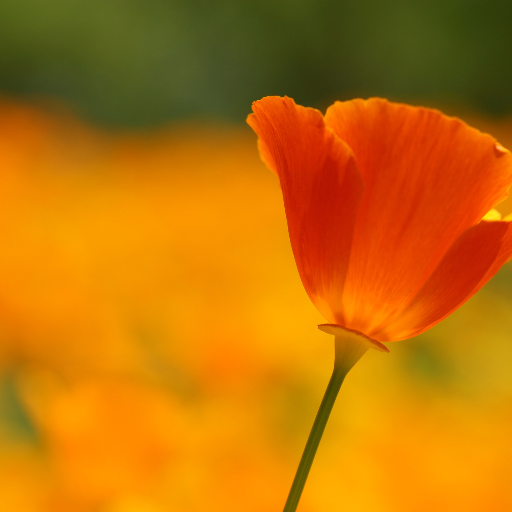 Алый мак в поле