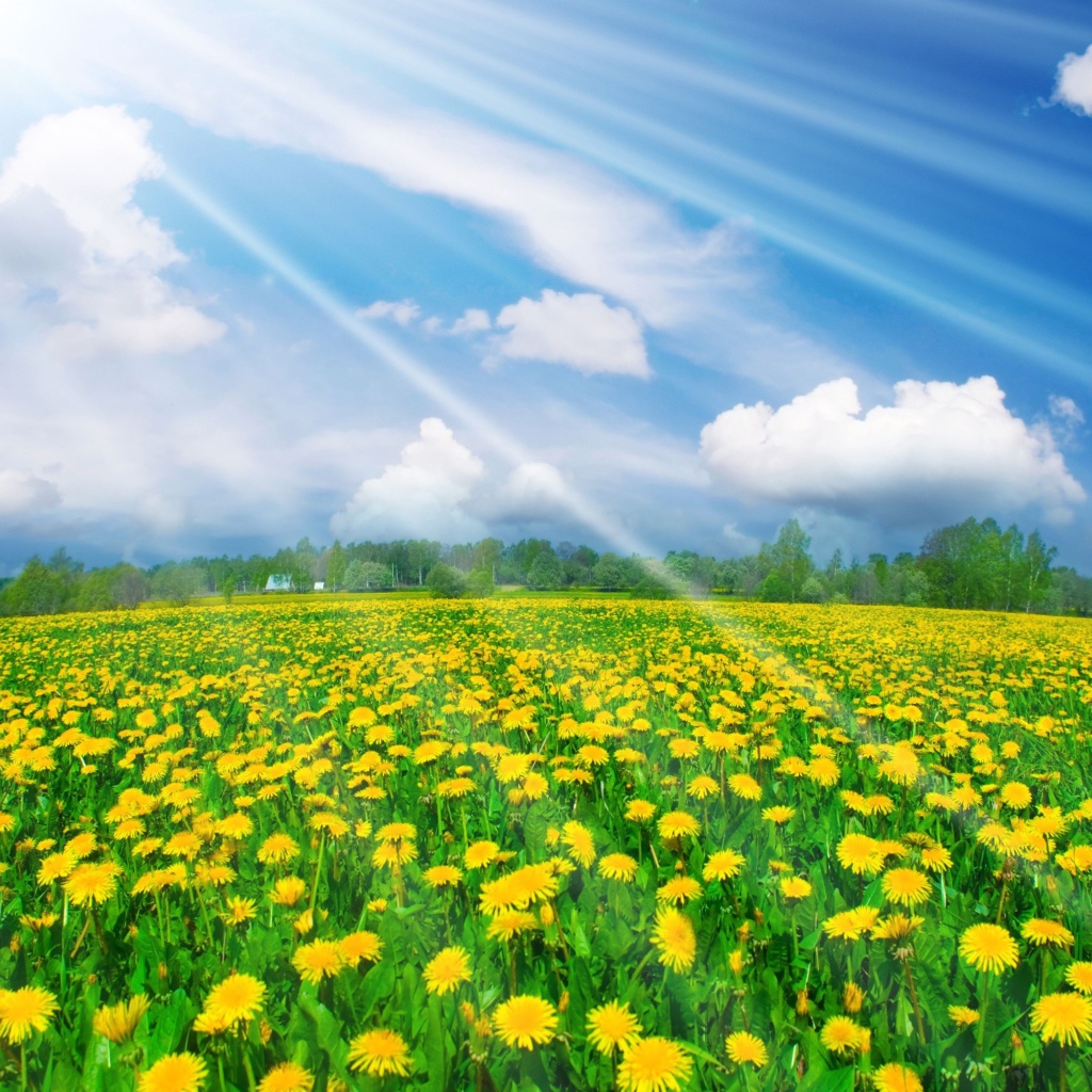 Солнечные одуванчики