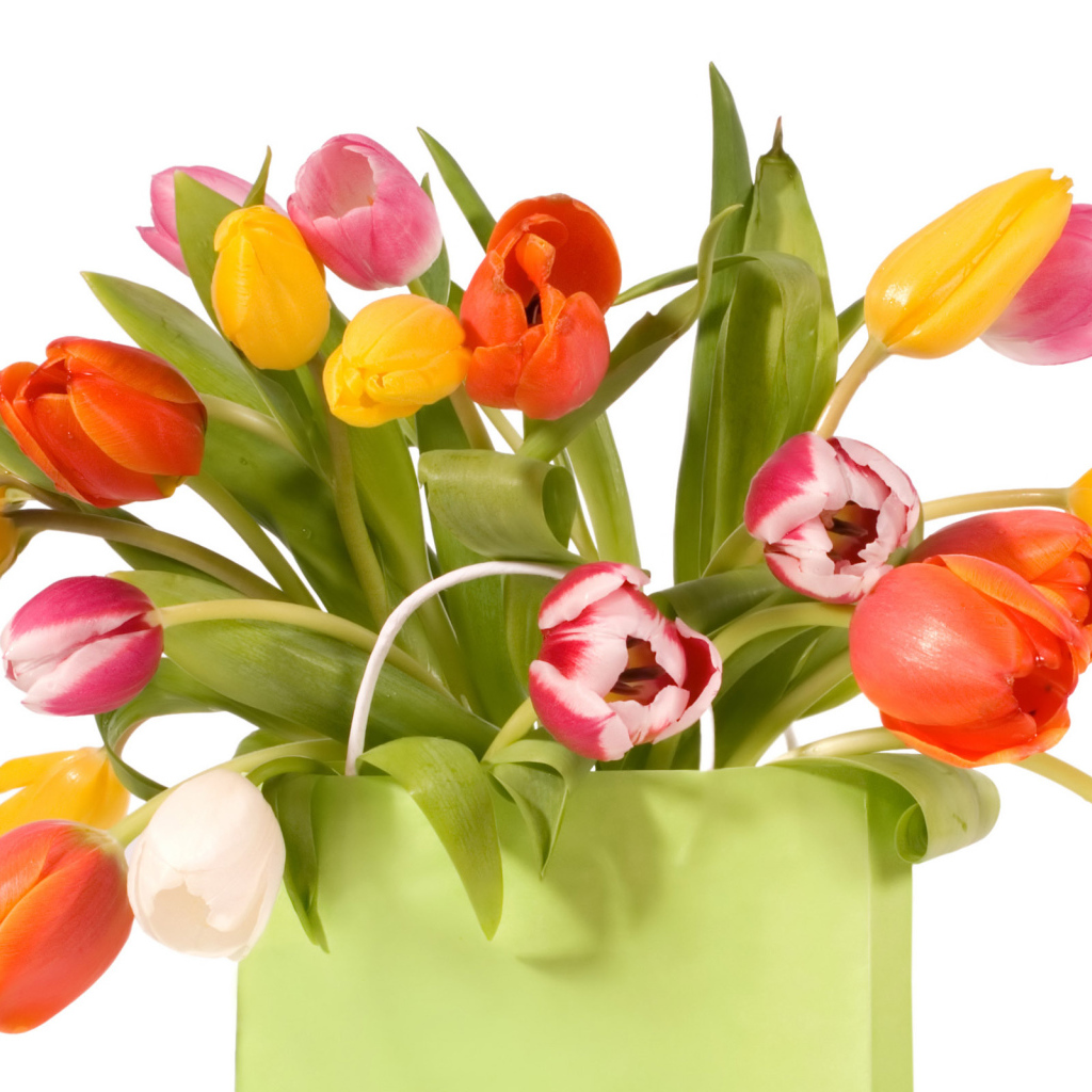 Тюльпаны в пакете