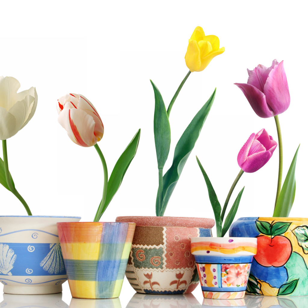 Тюльпаны в горшочках