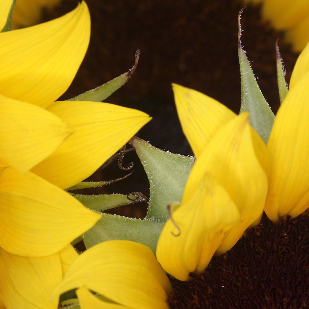 Два подсолнуха