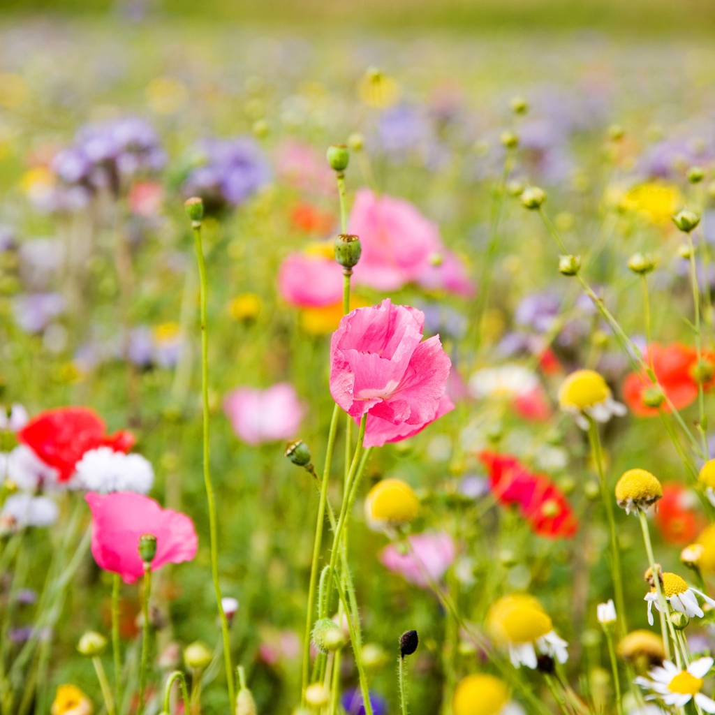 Полевые цветы