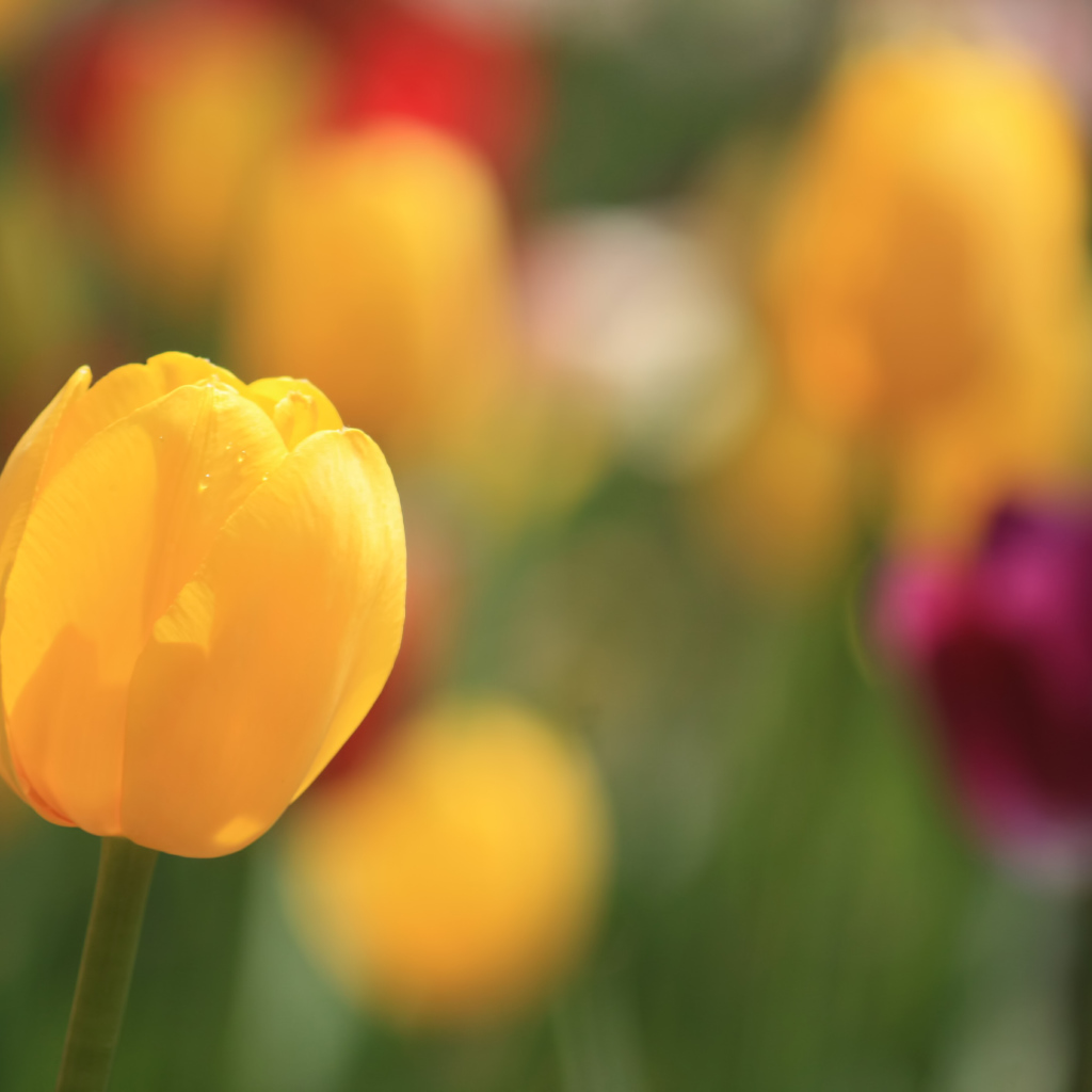 Желтый тюльпан