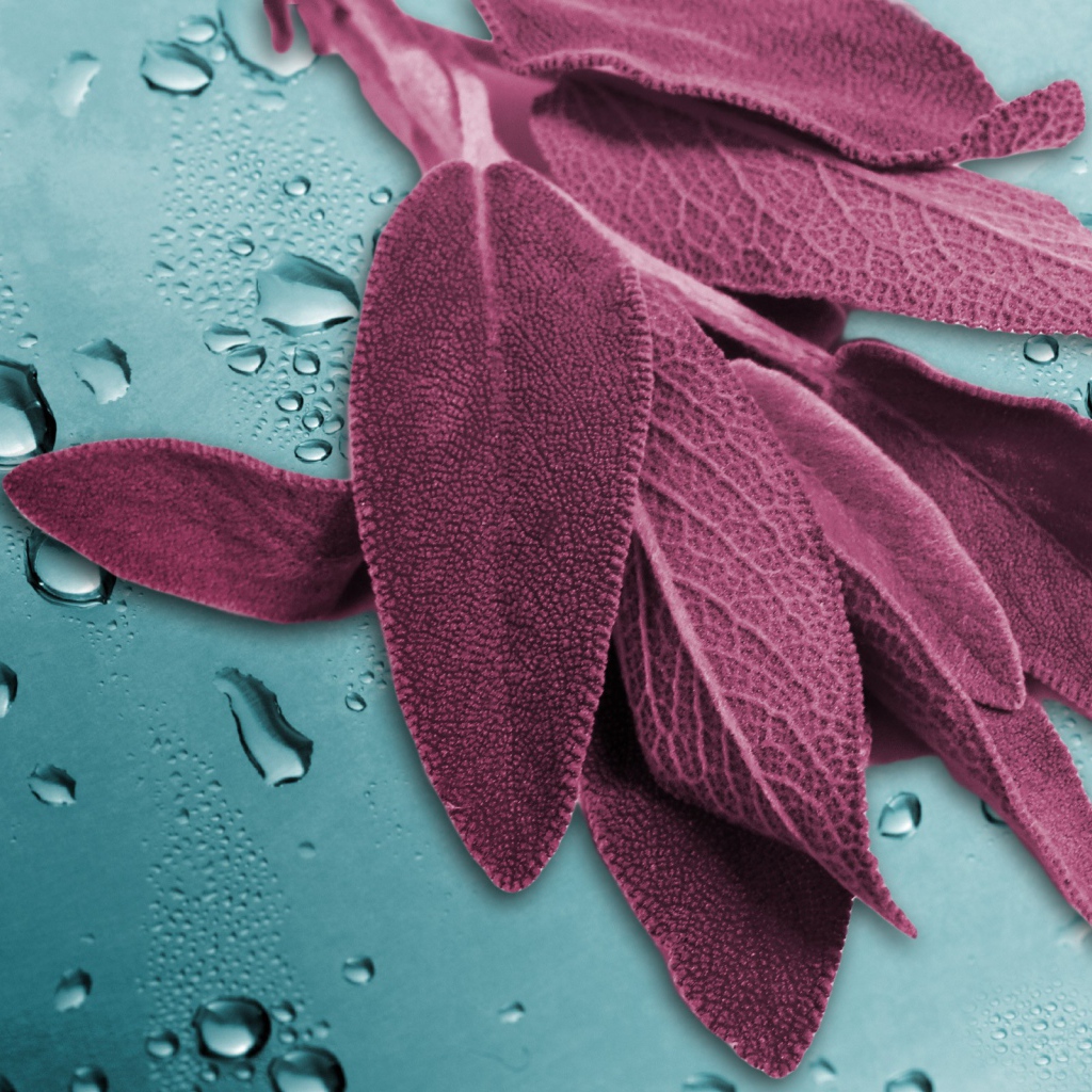 Листья на мокром стекле