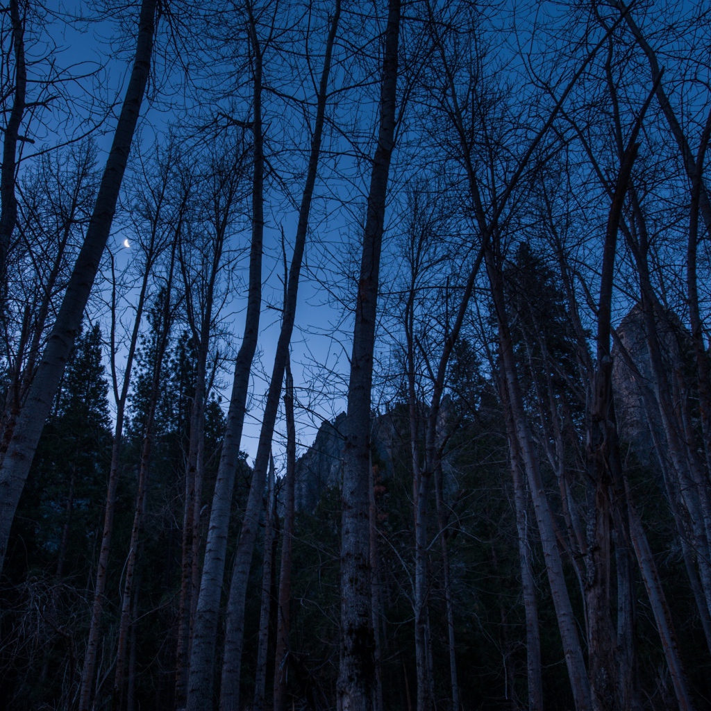 Approach of night in the wood