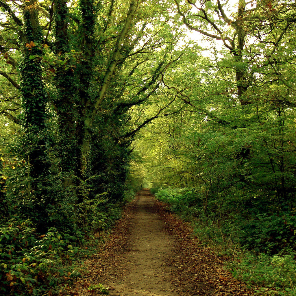 Тропинка в зеленом лесу