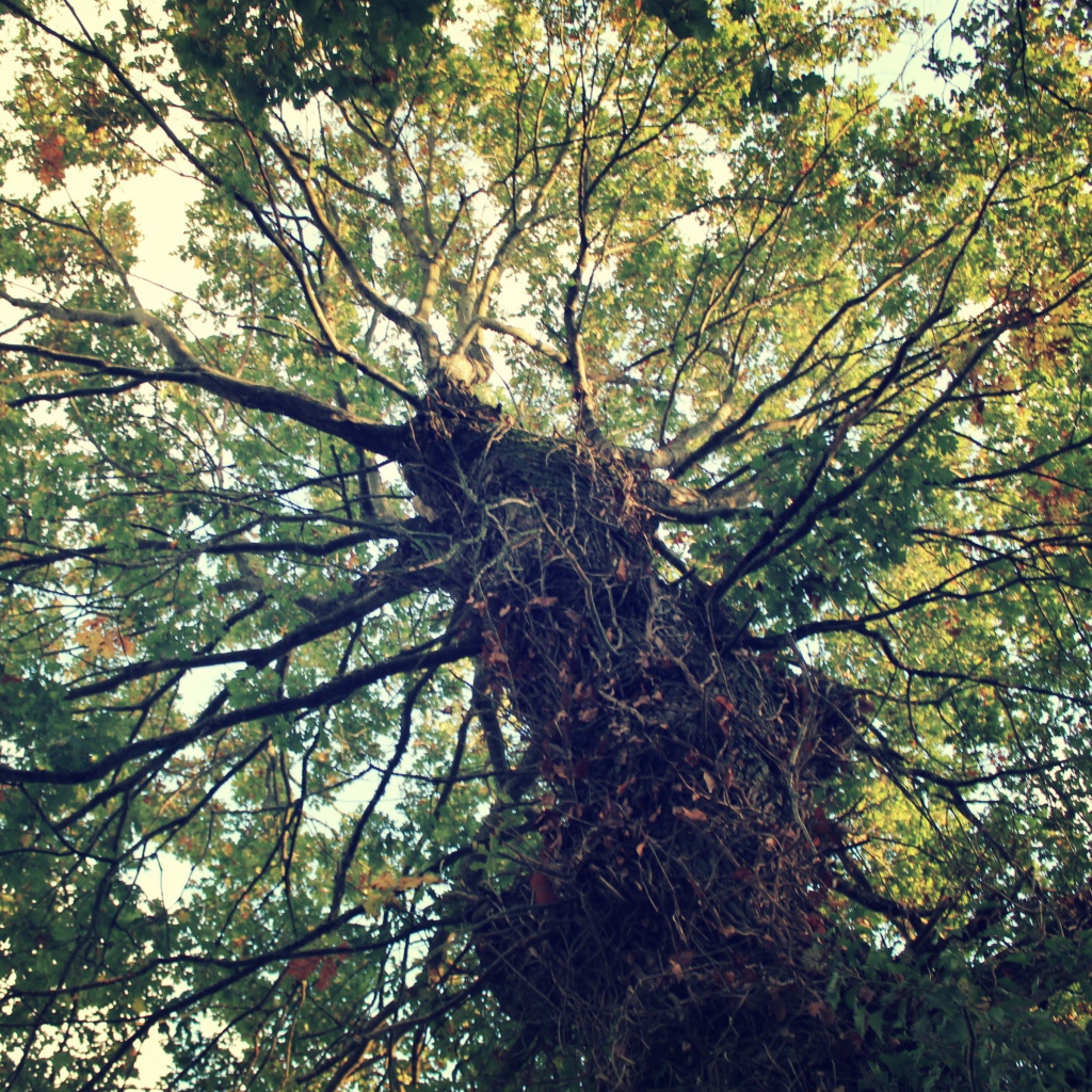 Крепкое дерево