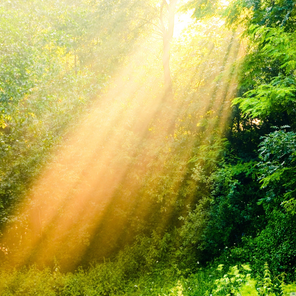 Лучи солнца в лесу