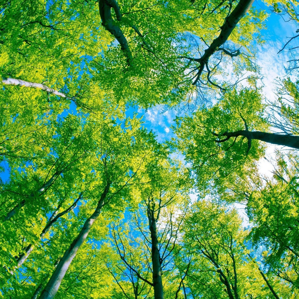 Небо через деревья