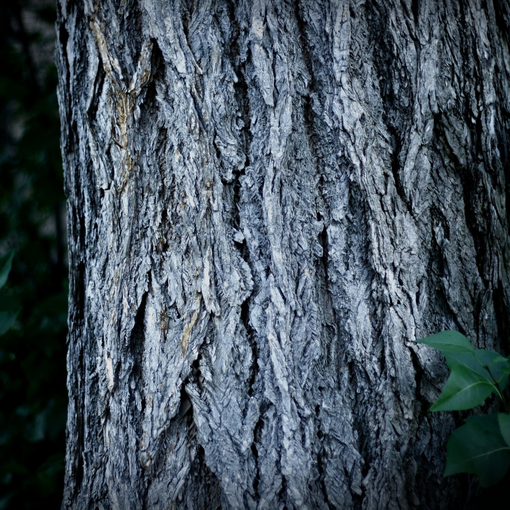 Ствол дерева