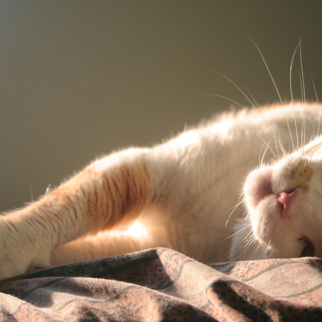 Нежная кошка