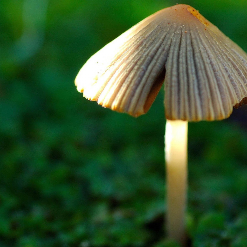 Гриб в лесу