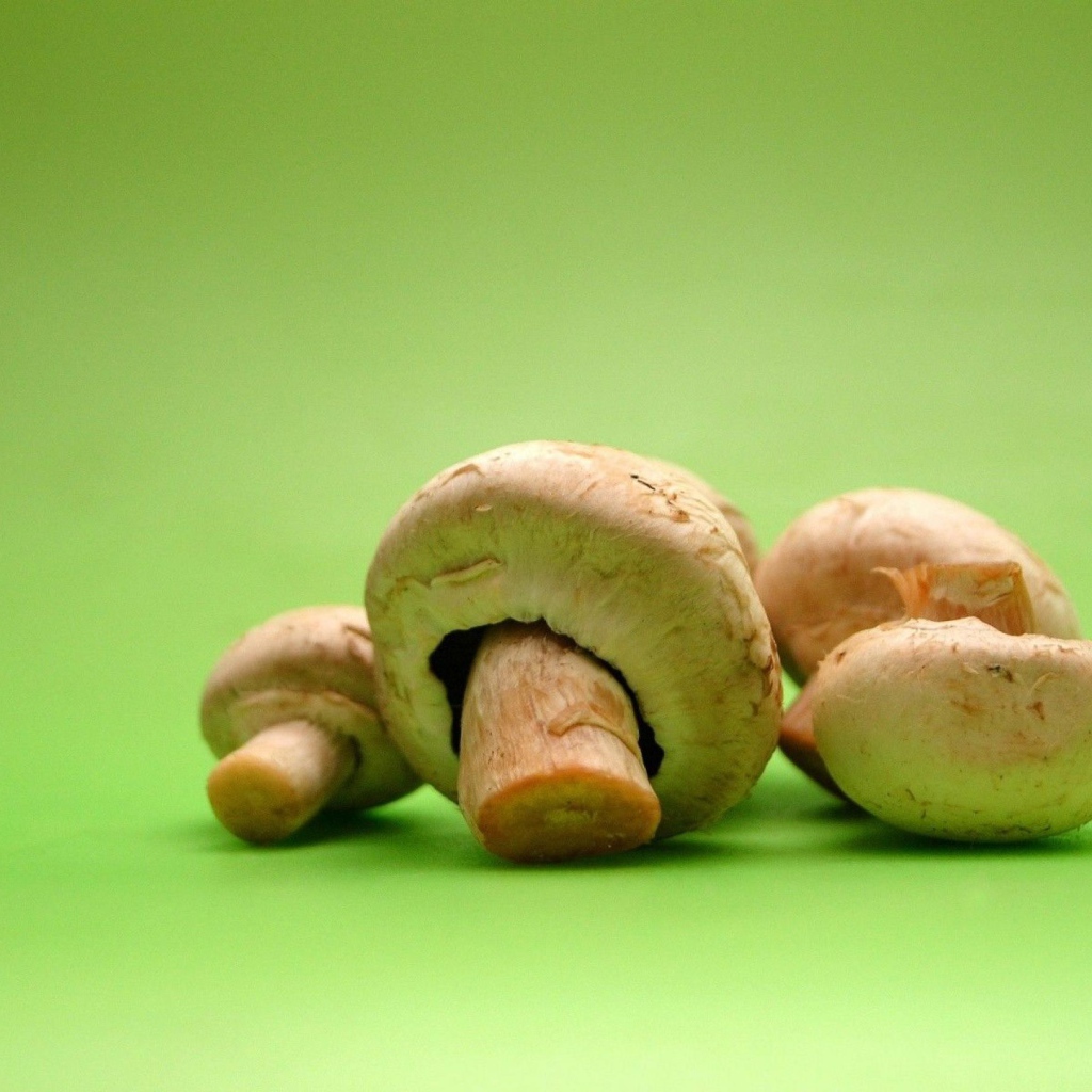 Грибы на зеленом фоне