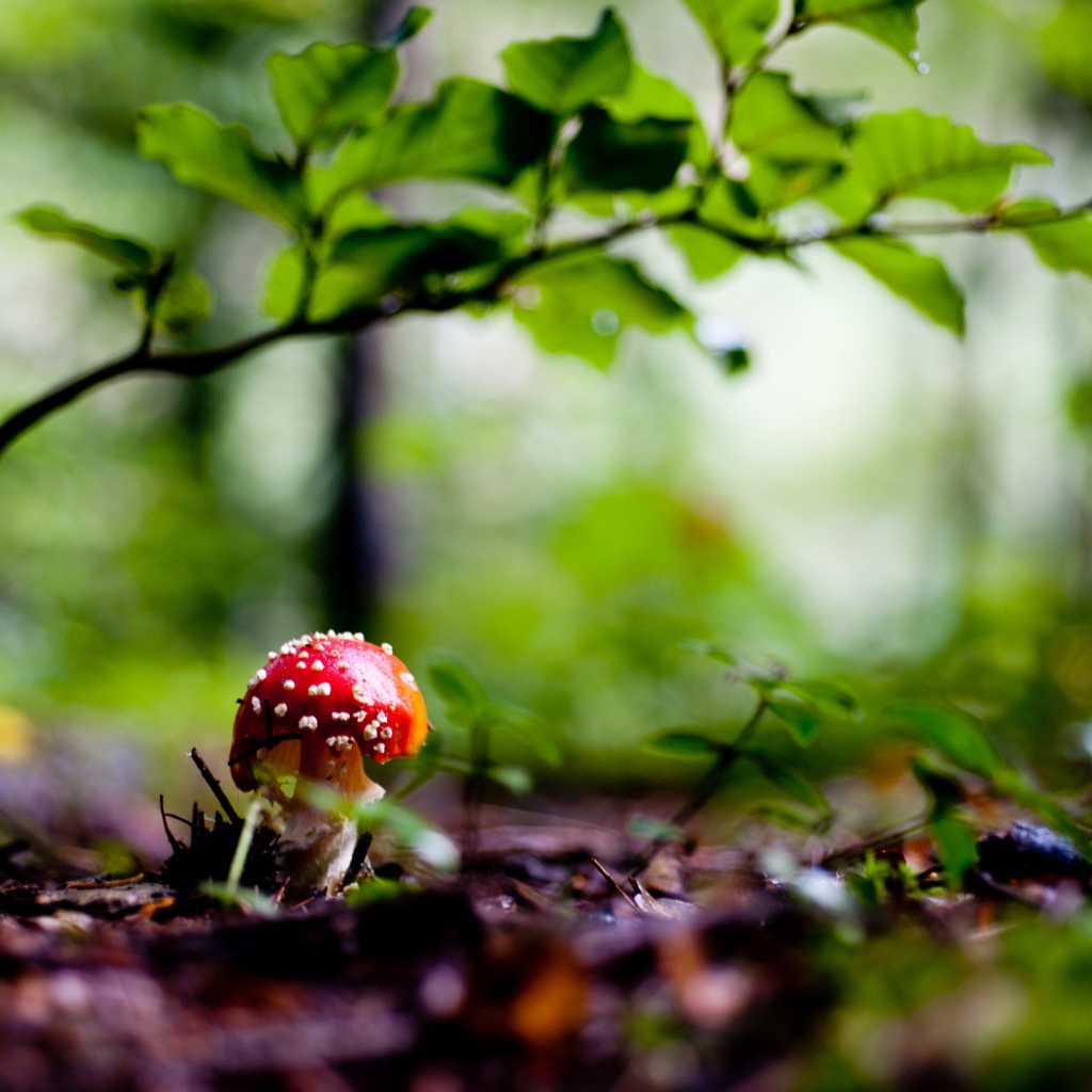 Красный грибочек