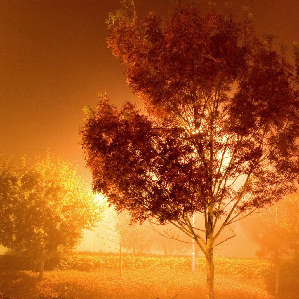 Дерево у фонаря