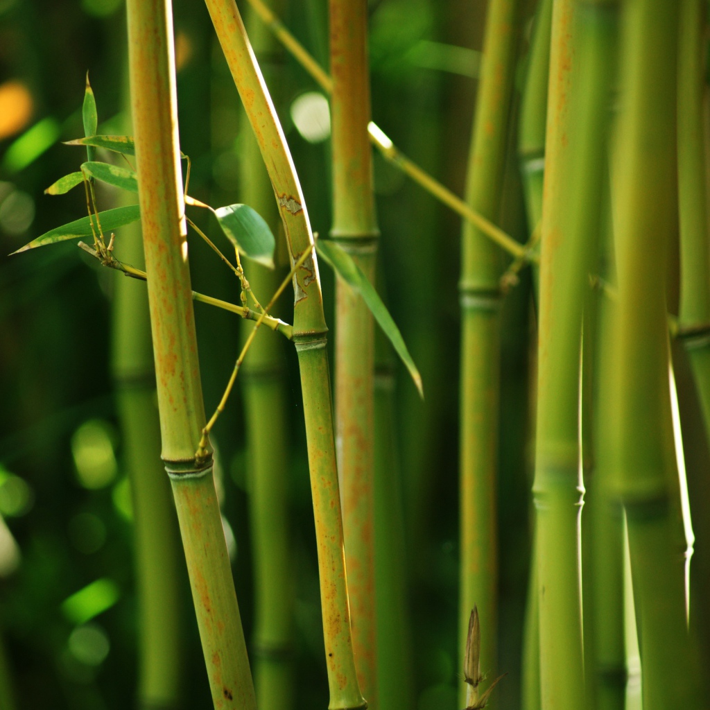 Бамбуковый куст