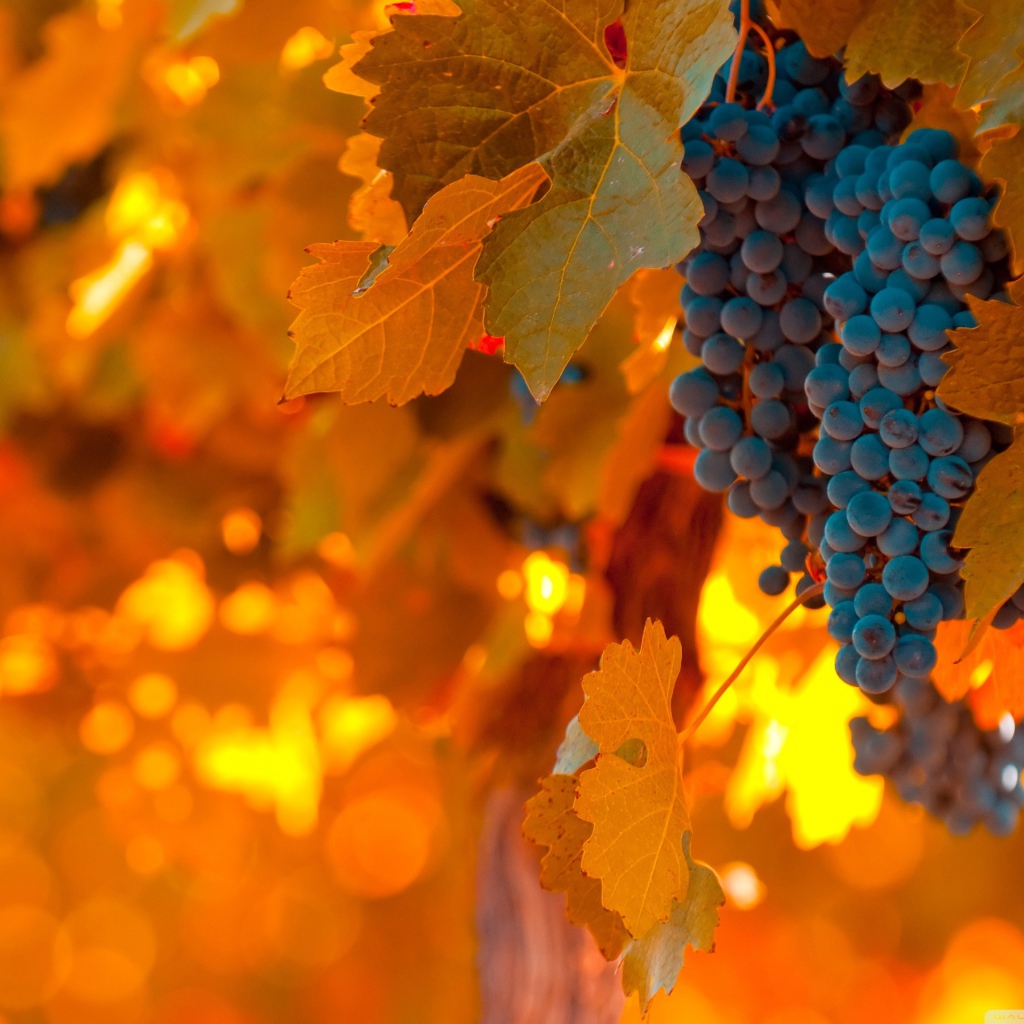 Виноград и листва