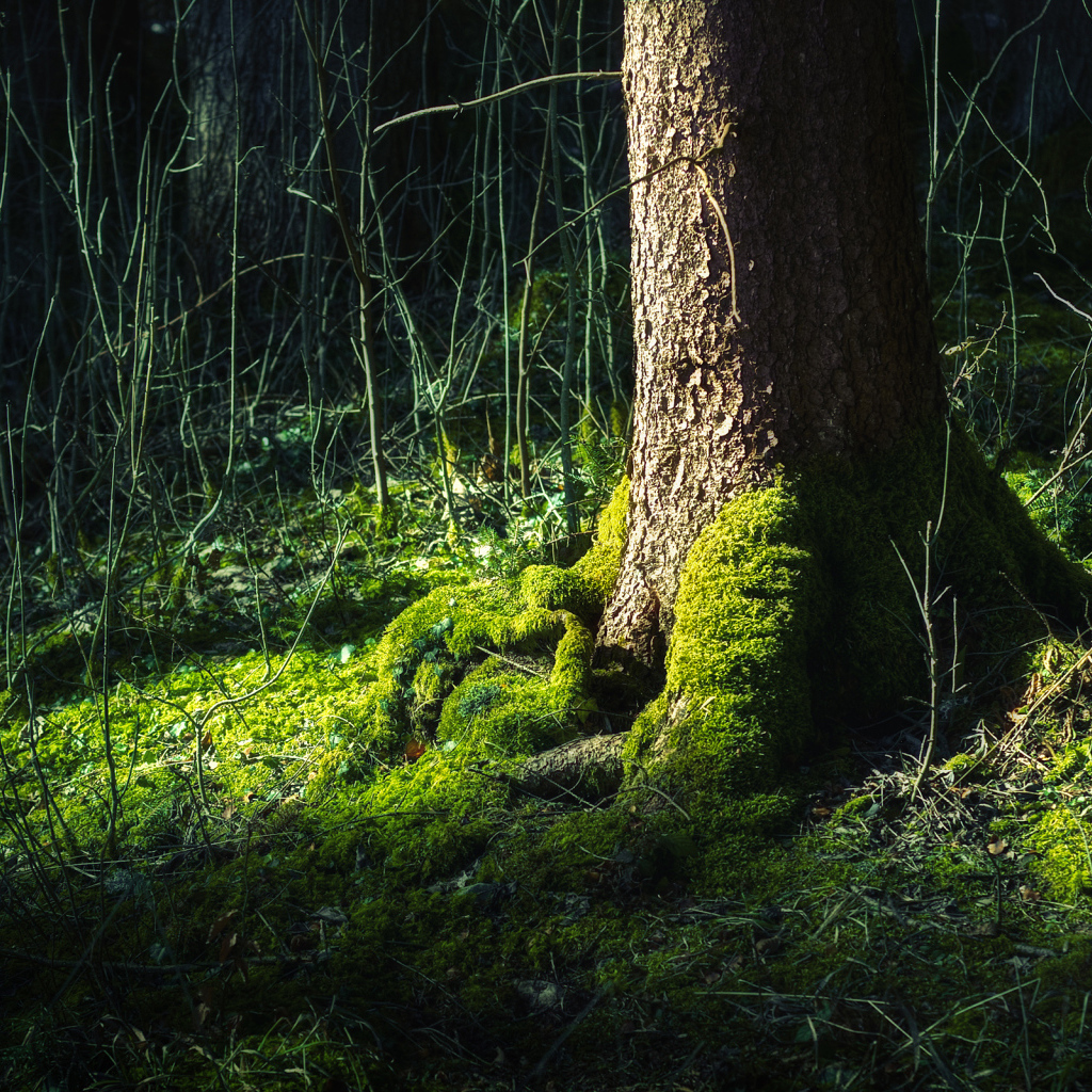 Мох на дереве