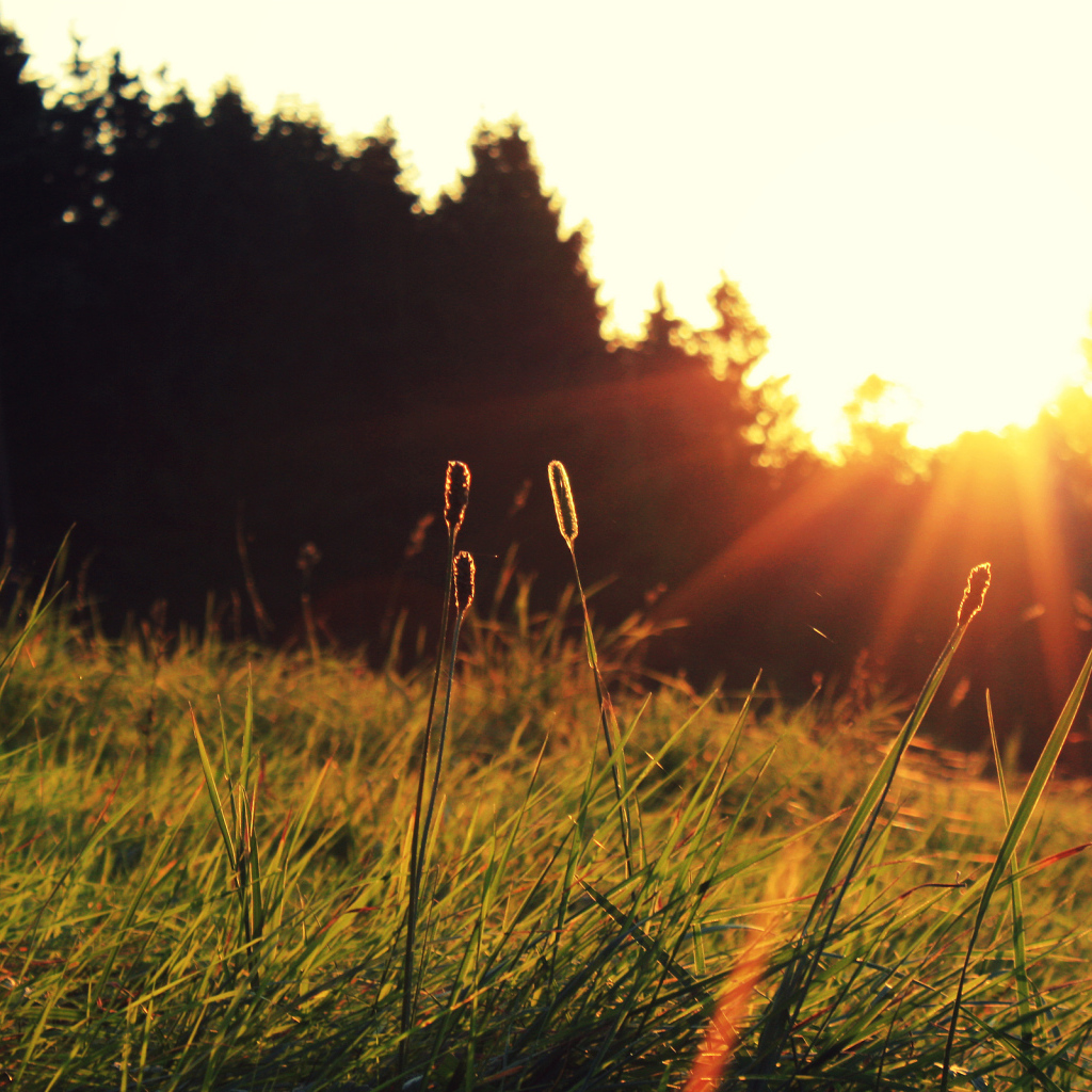 Трава на солнце