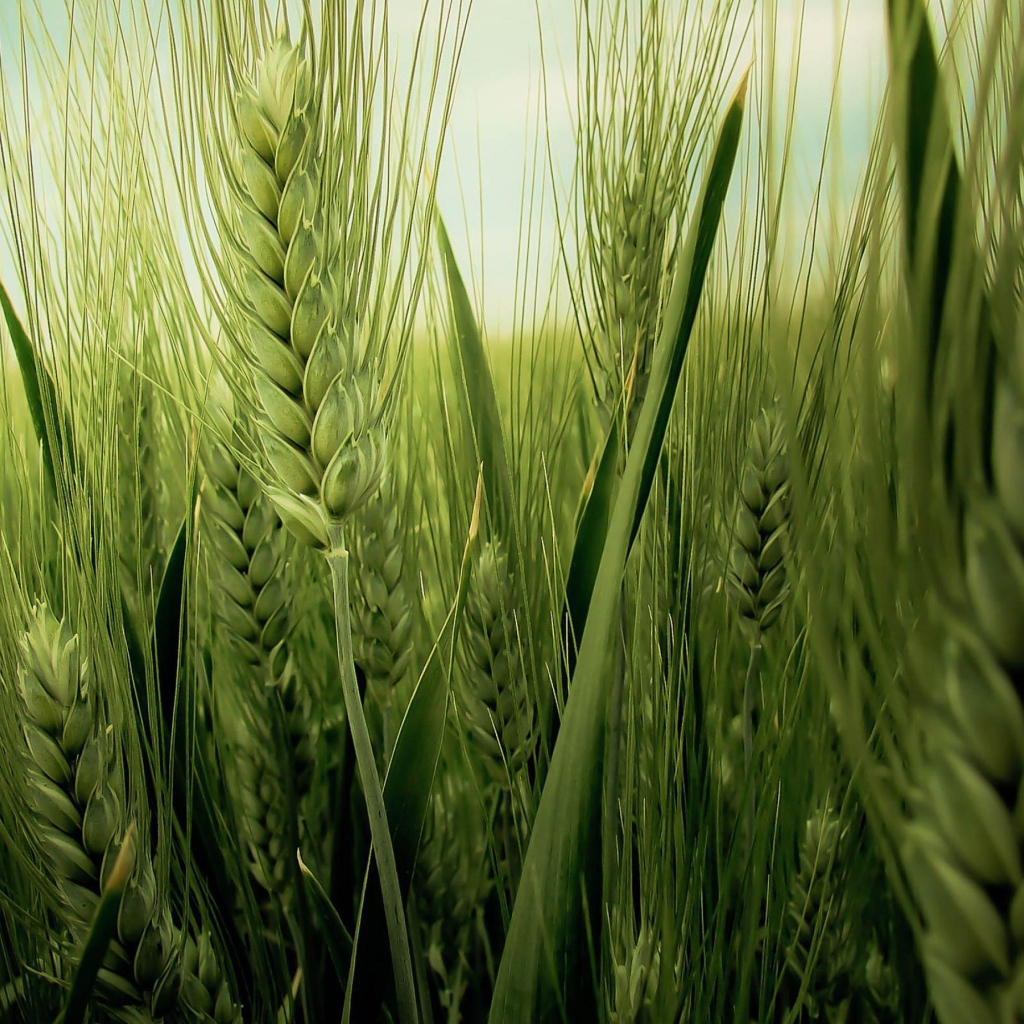 Колос пшеницы